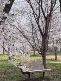 Tsurunodai Bridge Sakura | Where Cranes Dance with Late Blooms