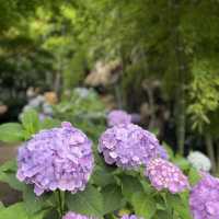 【千葉】北の鎌倉と呼ばれる「本土寺」菖蒲、紫陽花の名所