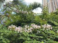 香港好去處 | 復活節賞花(下) | 櫻花 | 魚木 | 首冠藤