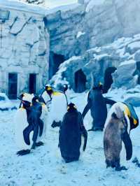 【北海道】旭山動物園：冬日限定超萌企鵝巡遊