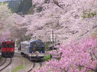 “Rails Through Petals: Discovering Cherry Blossoms Along the Matsuura Railway”