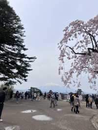 絕美賞櫻勝地 陰天也超美 弘前公園☺️