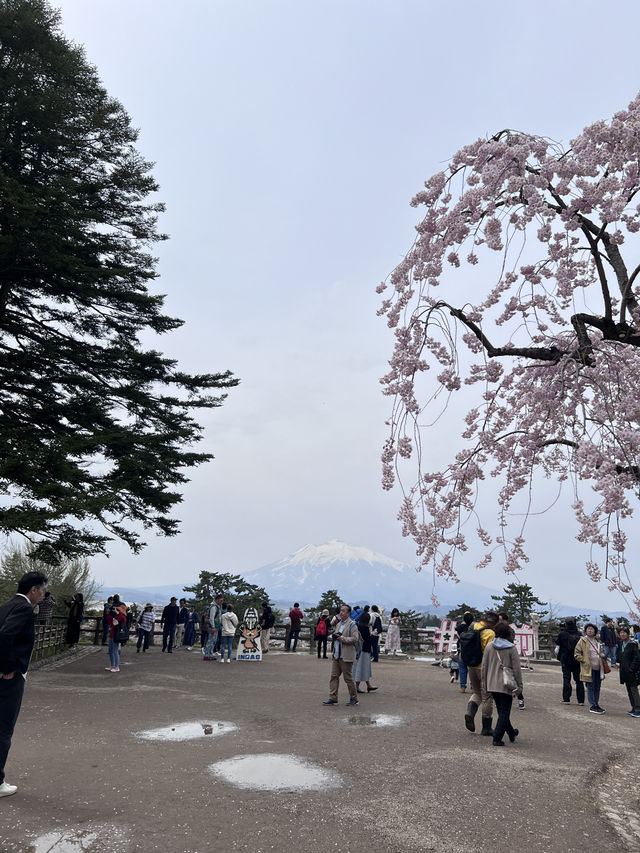 絕美賞櫻勝地 陰天也超美 弘前公園☺️
