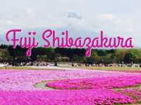 Fuji Shibazakura