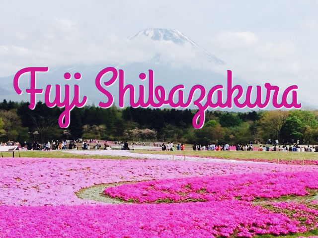 Fuji Shibazakura