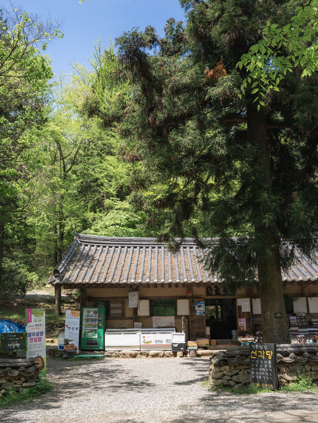 겹벚꽃 동양화 그림이 실존하는 여행지“선암사”