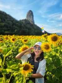ทุ่งดอกทานตะวัน  ลพบุรี