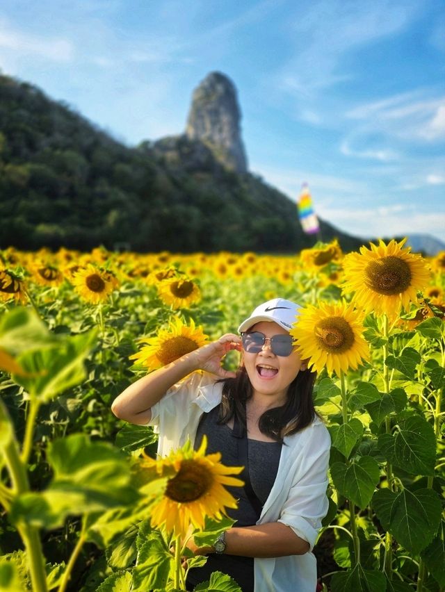ทุ่งดอกทานตะวัน  ลพบุรี