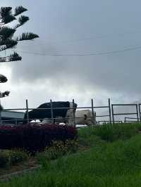 馬來西亞沙巴神山Mt. Kinabalu自由行