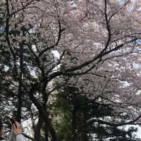 벚꽃 구경