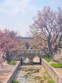 💕서울 가족과 함께 걷기좋은 코스 추천 창경궁🪾