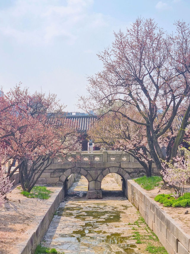 💕서울 가족과 함께 걷기좋은 코스 추천 창경궁🪾