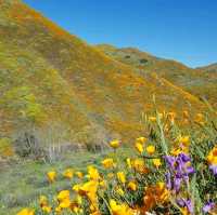 Lake Elsinore Super Bloom – Lake Elsinore, CA