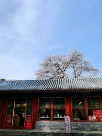 春遊：頤和園的春意