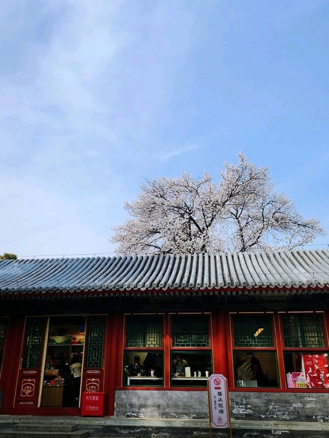 春遊：頤和園的春意