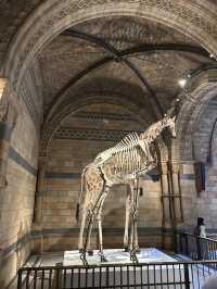 🦖 Natural History Museum, London UK 🦕