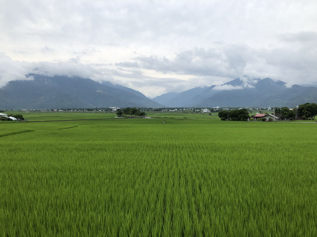 伯朗大道｜台東池上的田園詩路，金城武樹下的風景畫 