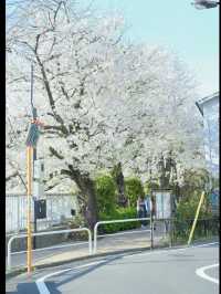 🌸 Kanda River Sakura — Quiet but Stunning!