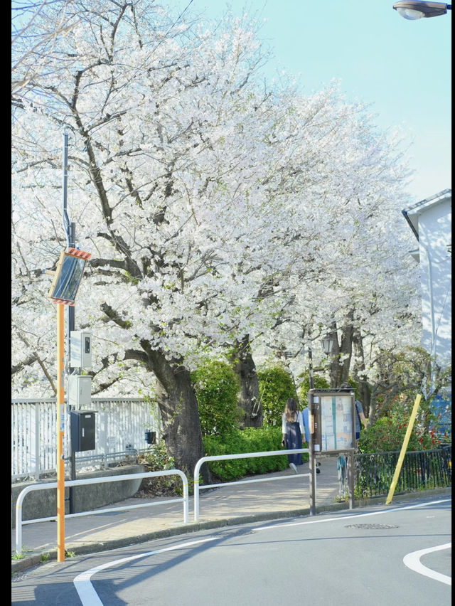 🌸 Kanda River Sakura — Quiet but Stunning!
