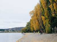That Wanaka Tree - เกาะใต้นิวซีแลนด์