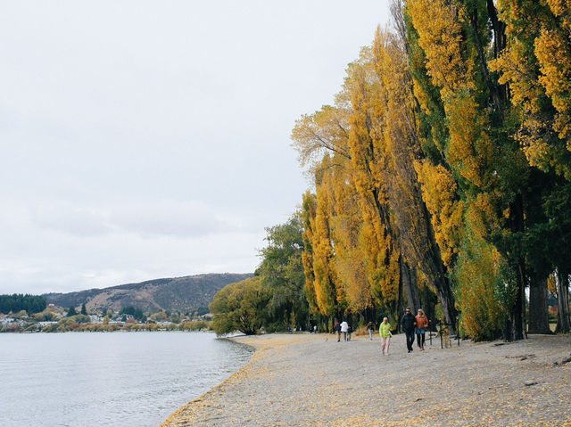 That Wanaka Tree - เกาะใต้นิวซีแลนด์