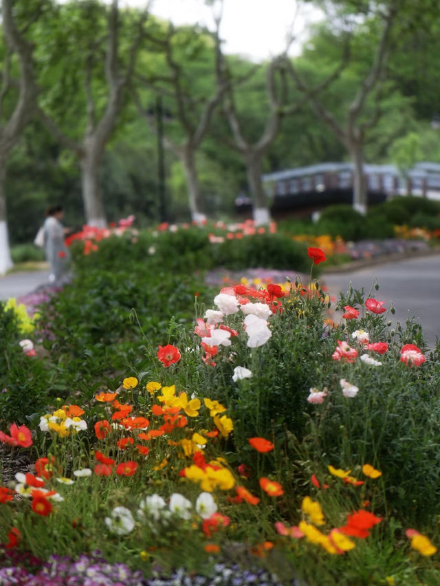 🎨 The Double-Petal Poppies at Century Park Are Like Living Oil Paintings 