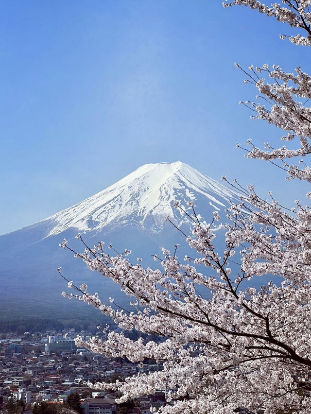 CHERRY BLOSSOMS WITH A VIEW | KAWAGUCHIKO PARK AND MOUNT FUJI
