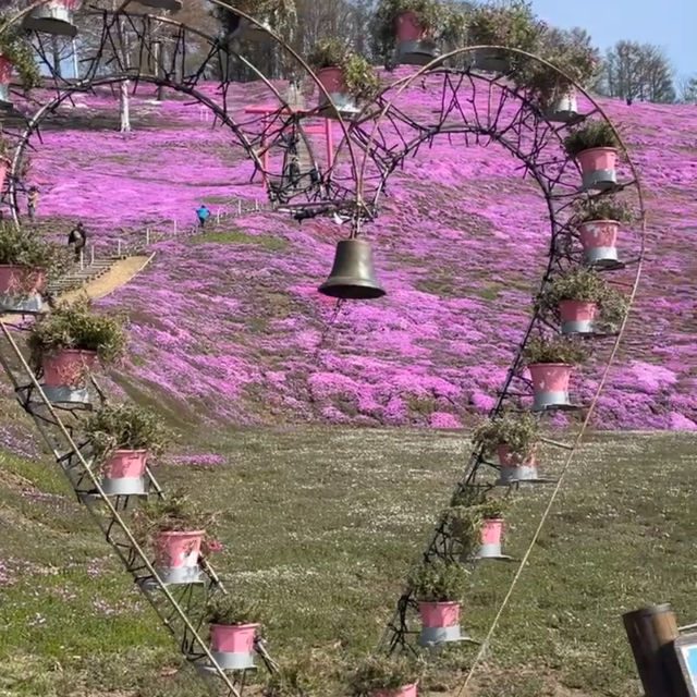 今が見頃！絶景芝桜🌸