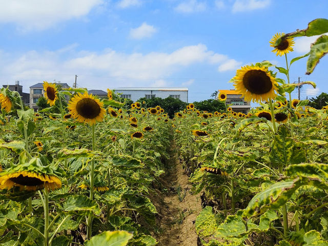 桃園·向陽農場的向日葵盛景🌻
