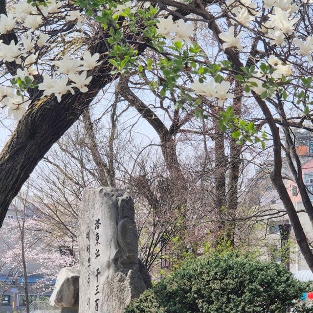 태백벚꽃맛집🩷[황지연못벚꽃]