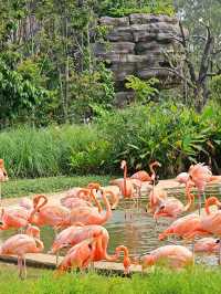 The Day I Met the Pink Flamingos