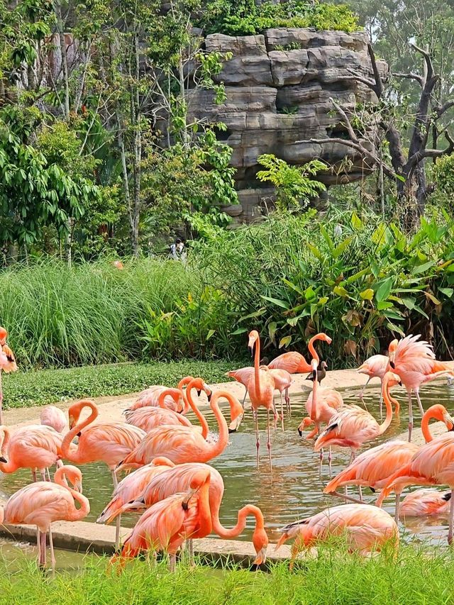 The Day I Met the Pink Flamingos