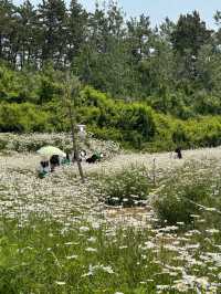 이번 주말 가야 할 동화감성 샤스타데이지 명소🌼