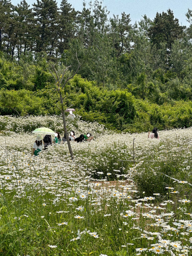 이번 주말 가야 할 동화감성 샤스타데이지 명소🌼