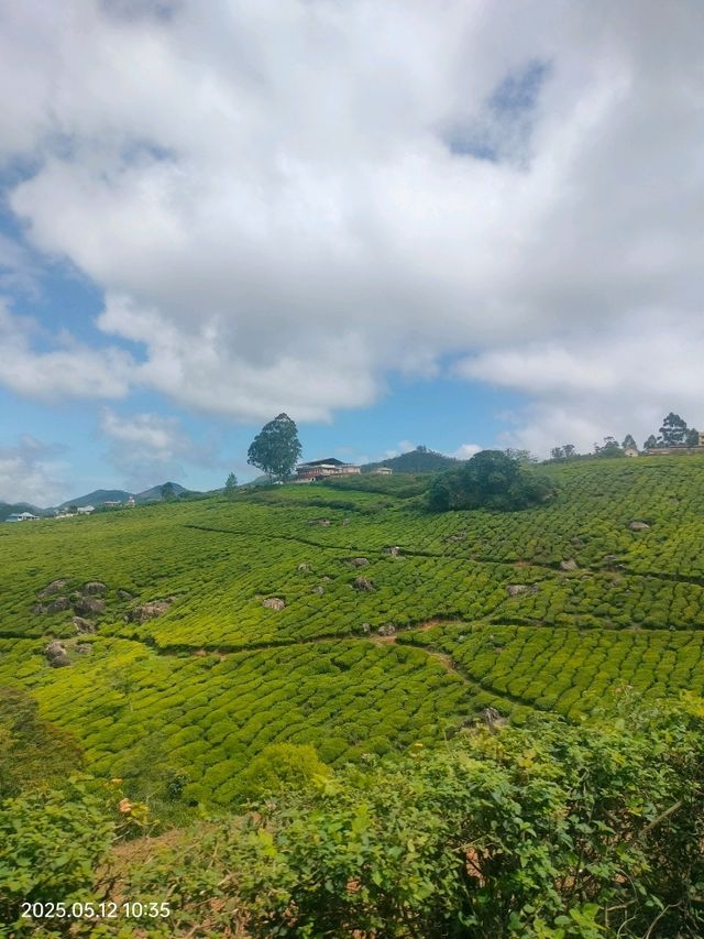 Munnar: India’s Emerald Escape in the Western Ghats