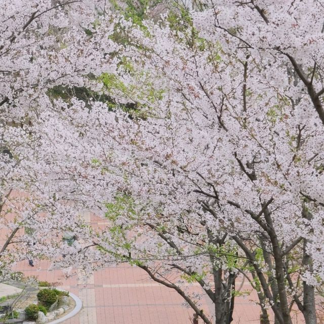 태백봄🩷 황부자며느리공원산책