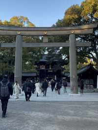 【明治神宮】都会の真ん中で、心が洗われる森へ🌿⛩️