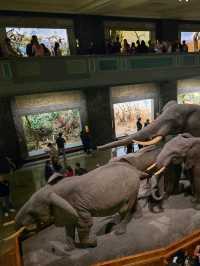 ตามรอยหนัง Night at the Meseum