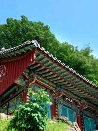 숲속의 고즈넉한 천년고찰 🕊️
