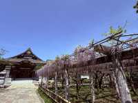 花開見佛-銚子妙福寺與來自京都的臥龍の藤