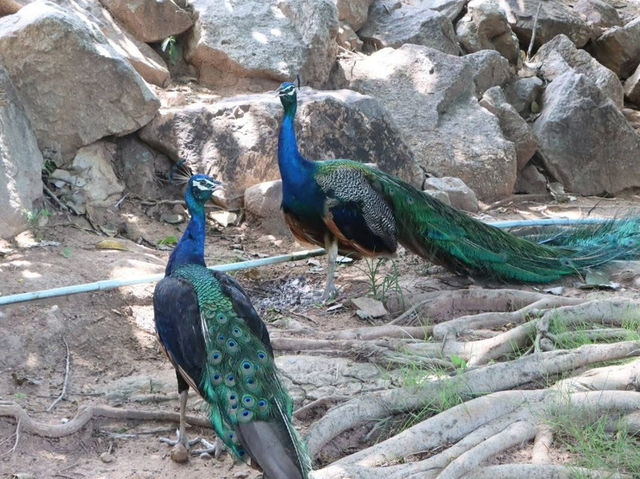チャイナート鳥類公園で自然とふれあい🌿 #チャイナート #鳥好き #自然の癒し