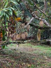 Hiking to Penang’s Hidden Glass House — With a Durian Surprise 