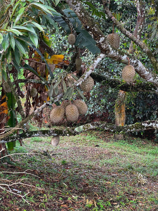 Hiking to Penang’s Hidden Glass House — With a Durian Surprise 