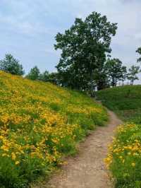 Flower Fields & Chill Walks in Haman’s Bloomy Wonderland