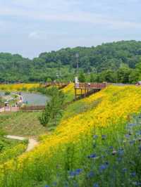 Flower Fields & Chill Walks in Haman’s Bloomy Wonderland