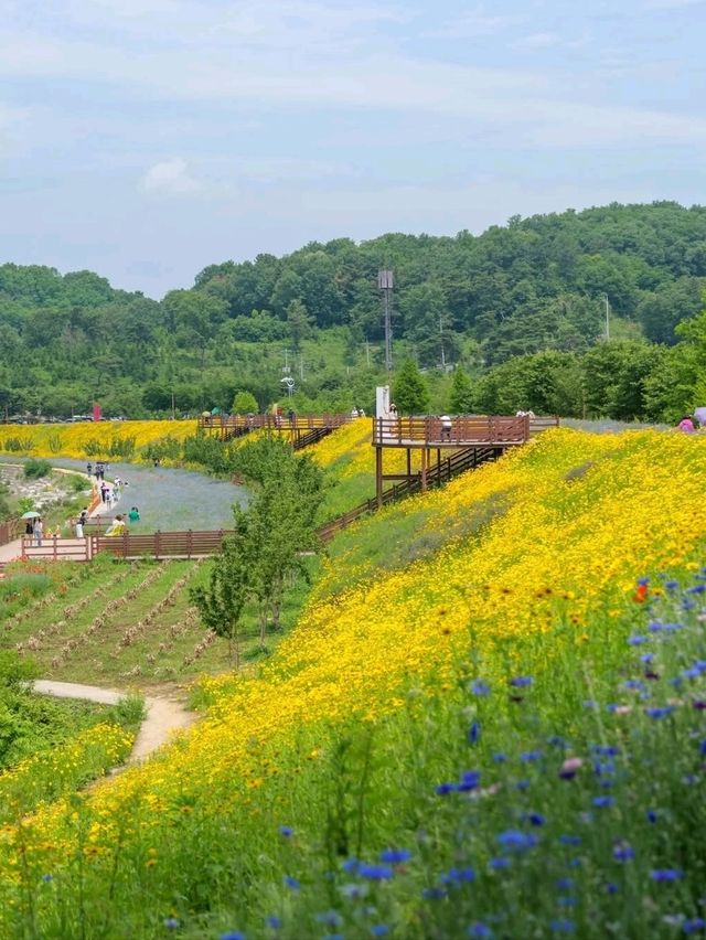 Flower Fields & Chill Walks in Haman’s Bloomy Wonderland