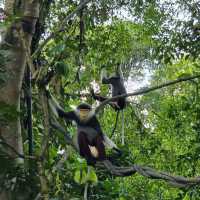 Into the Wild: A Stroll Through Rainforest Wild Asia 🇸🇬