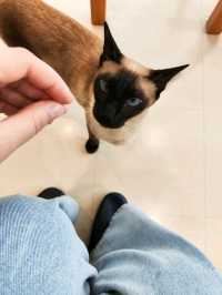 Harajuku Cat cafe that boosts your mood!