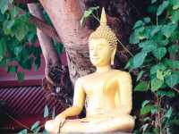 วัดพันเตา