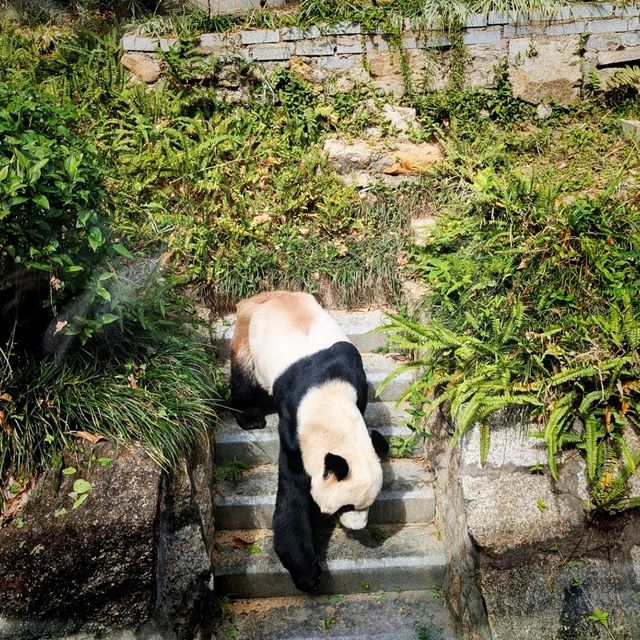 【マカオ】無料でパンダに会える公園がマカオにあった